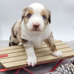 Australian Shepherd Puppies from Happy Aussie Kennels