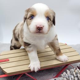 Australian Shepherd Puppies from Happy Aussie Kennels