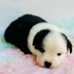 Cookie - Black tri female Miniature Australian Shepherd puppy in Luling, Texas from Little Wood Toy and Mini Aussies