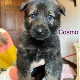 German Shepherd Puppies from Hohen Klippe German Shepherds