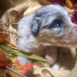 Girl 2 - Blue merle female Australian Shepherd puppy in Newtown, Connecticut from Stepping Stone Kennel