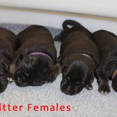 German Shepherd Puppies from Glaurung Kennel