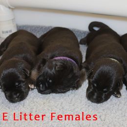 German Shepherd Puppies from Glaurung Kennel