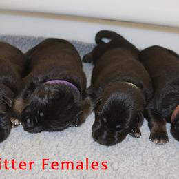 German Shepherd Puppies from Glaurung Kennel