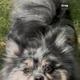 Ivy - Pomeranian