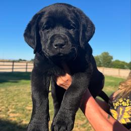 Labrador Retriever Puppies from Blue Line Labradors