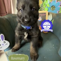 Rosemary - Sable female German Shepherd puppy in Livingston, Kentucky from Illyria Dox & GSD