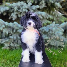 Orange collar - Black and white male Bernedoodle puppy in Ashton, Idaho from Kerr Kanine Ranch