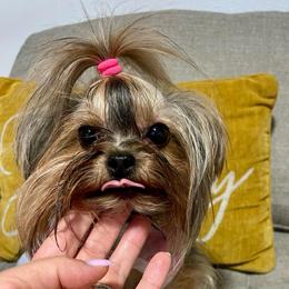 Layla - Blue and gold female Yorkshire Terrier puppy in Seattle, Washington from 🎀 Yorkies Boutique Babydolls 🎀