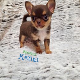 Chocolate tri - Chocolate and tan male Chihuahua puppy in Richmond, Virginia from Breens