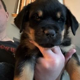 Red girl - Black and mahogany female Rottweiler puppy in Colorado Springs, Colorado from Von Locher Rotties