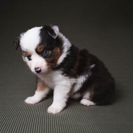 Seven - Blue merle female Toy Australian Shepherd puppy in Fresno, California from Alpine Tails