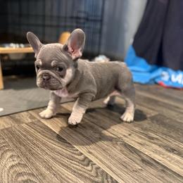 Lilac Tri Boy - Tricolors male French Bulldog puppy in Grafton, Ohio from K&J Frenchies