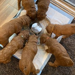 Goldendoodle Puppies from BasilBella’s Doodles