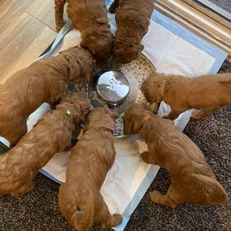 Goldendoodle Puppies from BasilBella’s Doodles