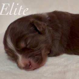 Faith - Red tri female Miniature Australian Shepherd puppy in Corpus Christi, Texas from Elite Miniature Australian Shepherds