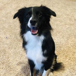 Miniature Australian Shepherds and Toy Australian Shepherds from JRT Toy & Mini Aussies