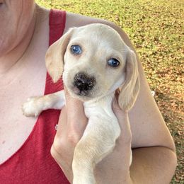 Mabel - Cream female Dachshund puppy in Boston, Kentucky from River Bottom Mini Doxies