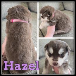 Hazel - Red and white female Siberian Husky puppy in Merrill, Michigan from Haase Family Kennels