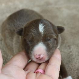Blue Collar - Red male Border Collie puppy in Courtland, Alabama from C Bar C Ranch Border Collies