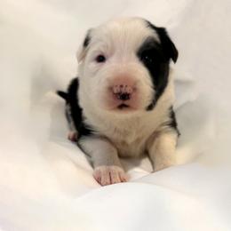 Maggie - Black and white female Border Collie puppy in Paris, Texas from Broadmoor Farm