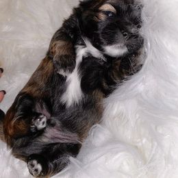 Shih Tzu Puppies from Trinity Shihtzu's So Calif