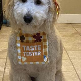 Goldendoodle and Poodle All Grown Up from Colorful Creations Doodles and Poodles