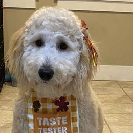 Goldendoodle and Poodle All Grown Up from Colorful Creations Doodles and Poodles