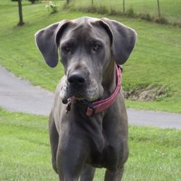 Kai - Great Dane