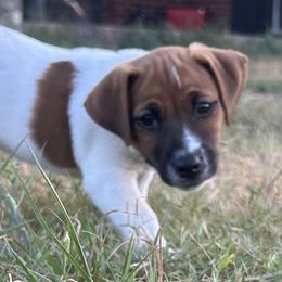 Michael Green Collar Pup - White male Great Dane puppy in Lampasas, Texas from Claddagh Pastures