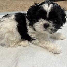 Snoopy - Black and white male Shih Tzu puppy in Springboro, Ohio from Shih Tzus of Springboro LLC.