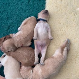 Goldendoodle Puppies from Tennessee Dandy Doodles