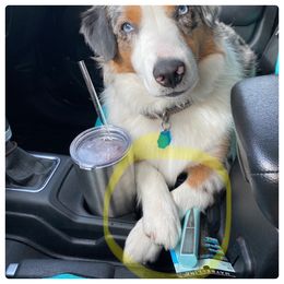Miniature Australian Shepherd All Grown Up from Tashaschmidt24@gmail.com