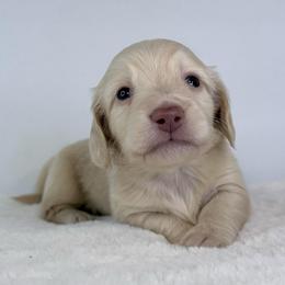 Caspian Rae - Cream male Dachshund puppy in Sacramento, California from HEFFERNAN HOUNDS