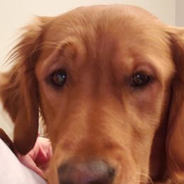 Golden Retrievers from Anne's Golden Retrievers