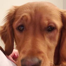 Golden Retrievers from Anne's Golden Retrievers