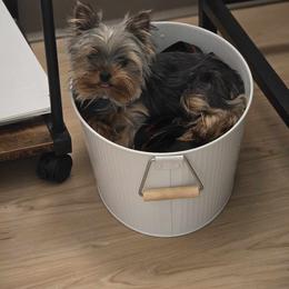 Yorkshire Terrier Puppies from Yorkies Kisses