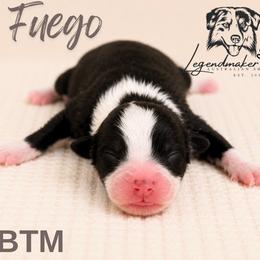 Fuego - Black tri male Toy Australian Shepherd puppy in Leitchfield, Kentucky from Legendmaker MAS