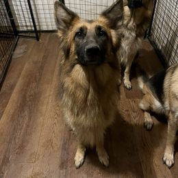 Saffy - Black and tan female German Shepherd puppy in Enid, Oklahoma from Vom Holtzinger German Shepherds