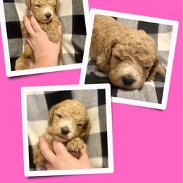 Pandora - Apricot female Goldendoodle puppy in Bluefield, Virginia from Love on a Leash