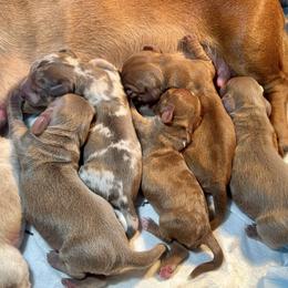 Dachshunds from Heather Gonzalez's Doxies