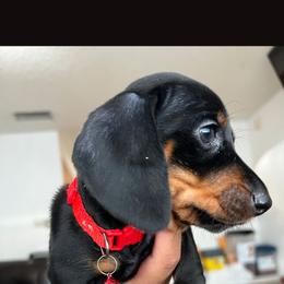 Black female 2 - Black female Dachshund puppy in Phelan, California from Elite Parson Russells