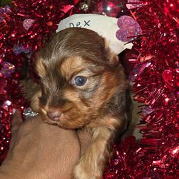 DEX - Chocolate and tan male Yorkshire Terrier puppy in Eastpointe, Michigan from TLC Kennels TenderLittleCuties