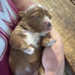 Becky - Red female Cavapoo puppy in Burke, New York from Patti’s Puppies