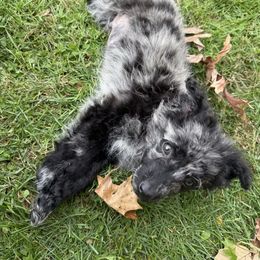 Rumples - Black merle male Mudi puppy in Gatlinburg, Tennessee from Greenbrier