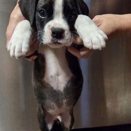 Chungus - Brindle male Boxer puppy in Cottondale, Florida from Tate Farms Boxers