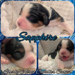 Sapphire - Tri-color female Cavalier King Charles Spaniel puppy in Oppelo, Arkansas from Liberty Acres Puppies