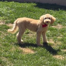 Blaze- Yellow Collar - Red male Bernedoodle puppy in Oak Hills, California from High Desert Doodles