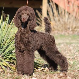 Poodles from Magic Hour Poodles