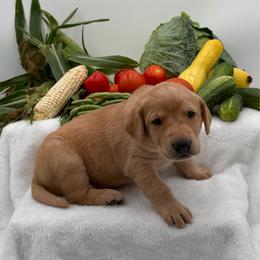 Pink - Yellow female Labrador Retriever puppy in Heath Springs, South Carolina from Rich Hill Retrievers